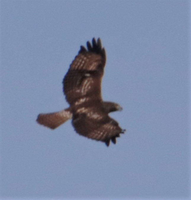 Red-tailed Hawk - ML398738141