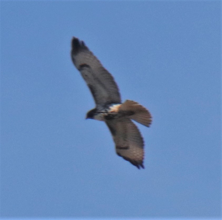 Red-tailed Hawk - ML398738211