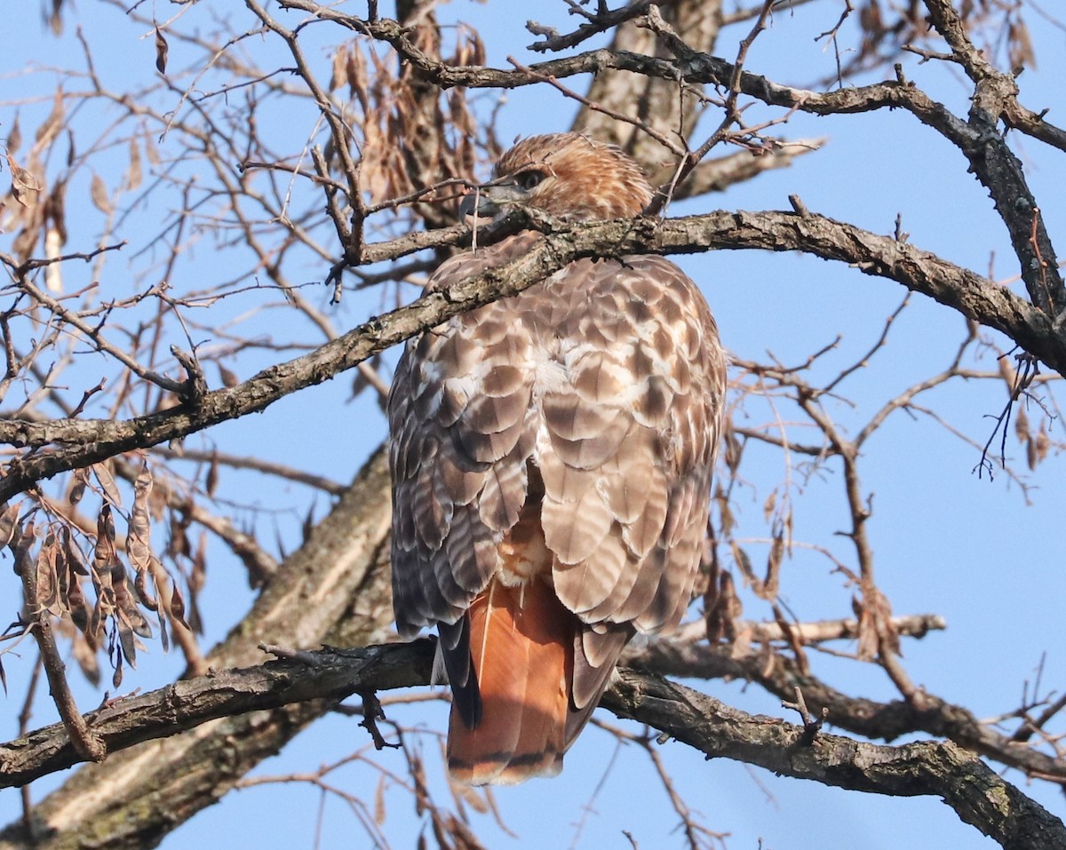 Red-tailed Hawk - ML398738261