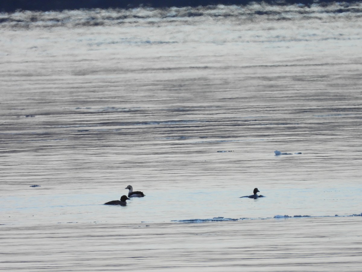 Long-tailed Duck - Jean W. Côté