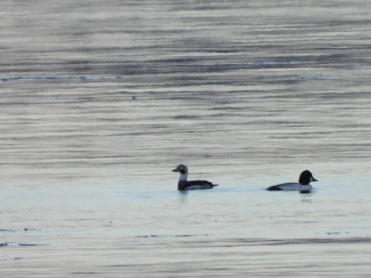 Long-tailed Duck - Jean W. Côté