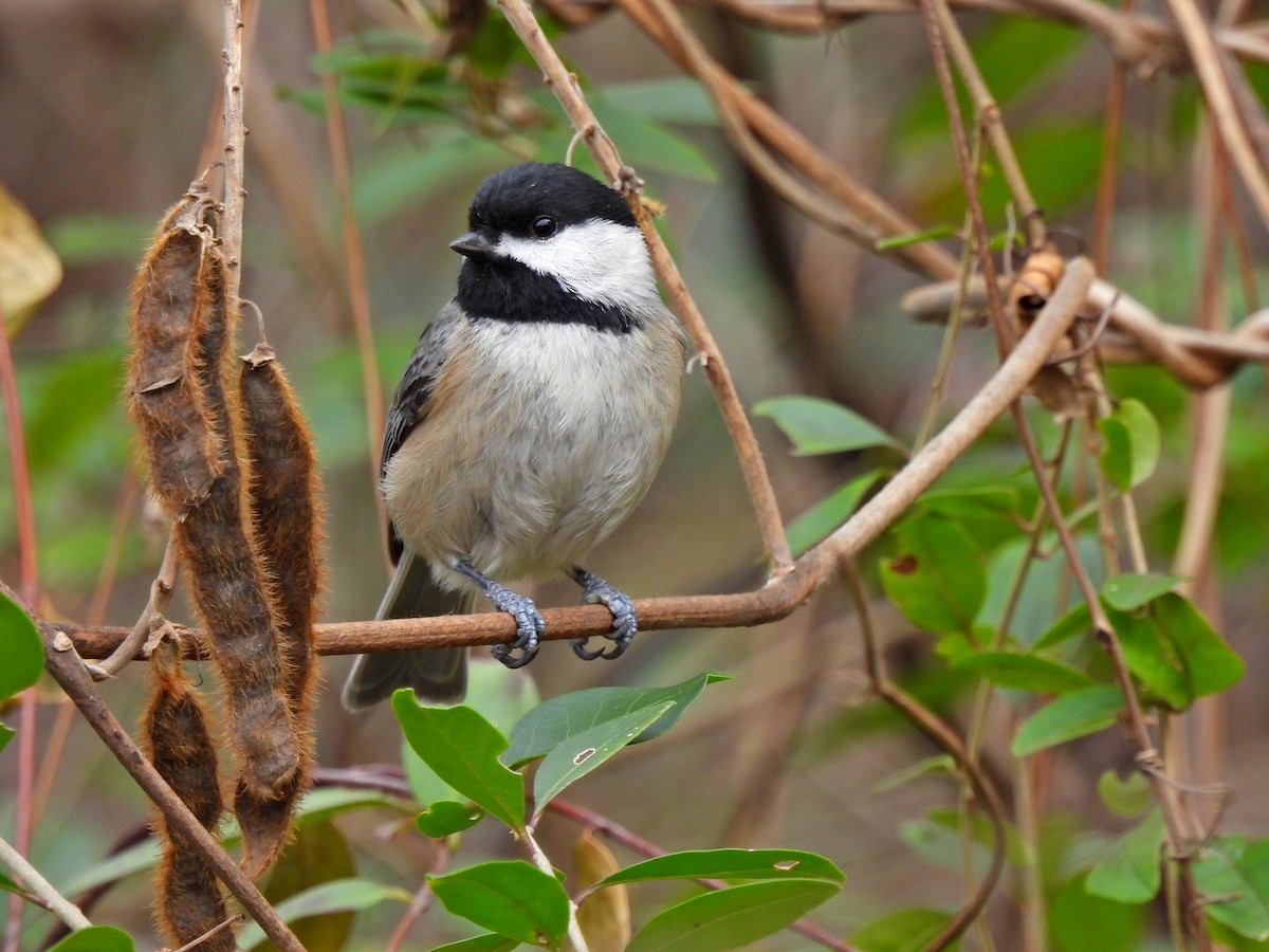 Mésange de Caroline - ML398744691