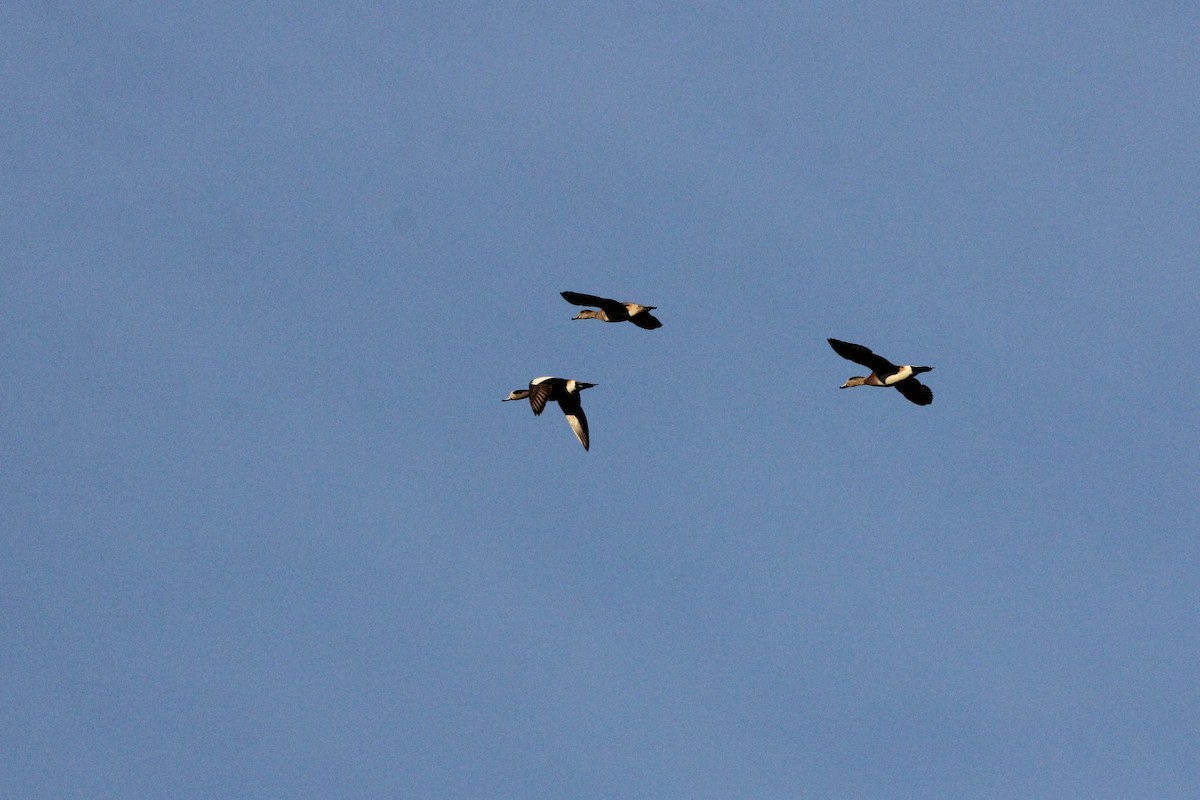 American Wigeon - ML398745121