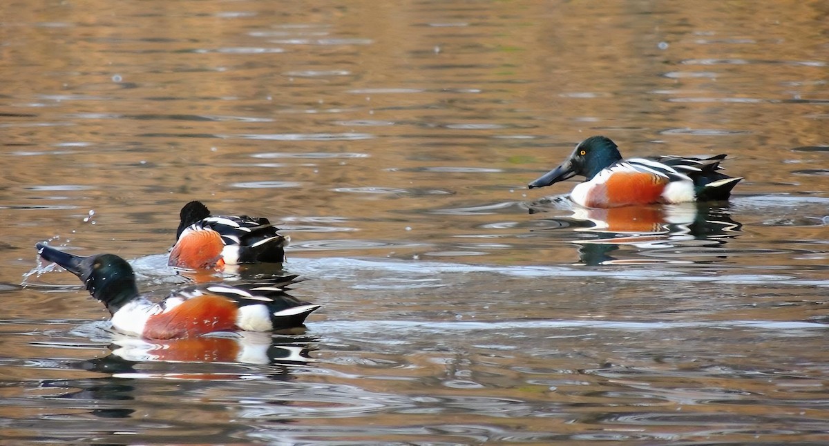 Northern Shoveler - Ethan K