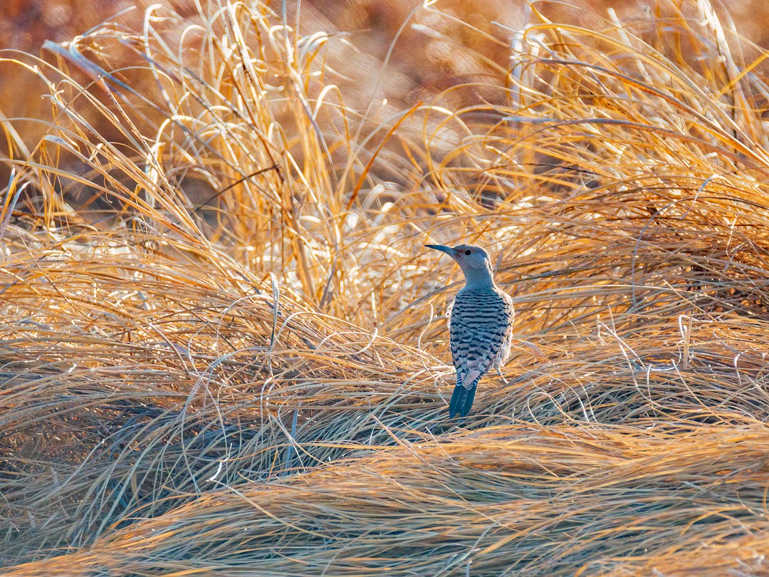 Northern Flicker - ML398746841