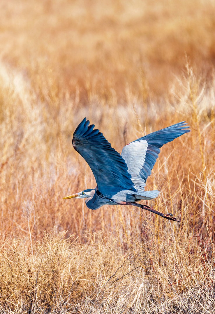 Great Blue Heron - Eric Dyck