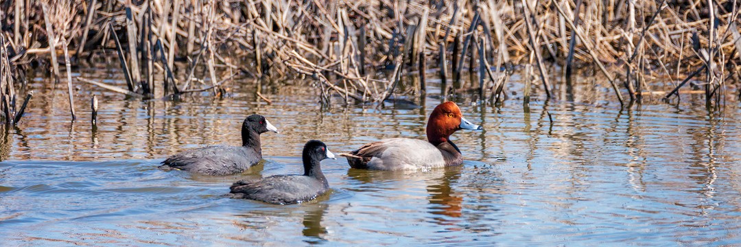 Redhead - ML398747361