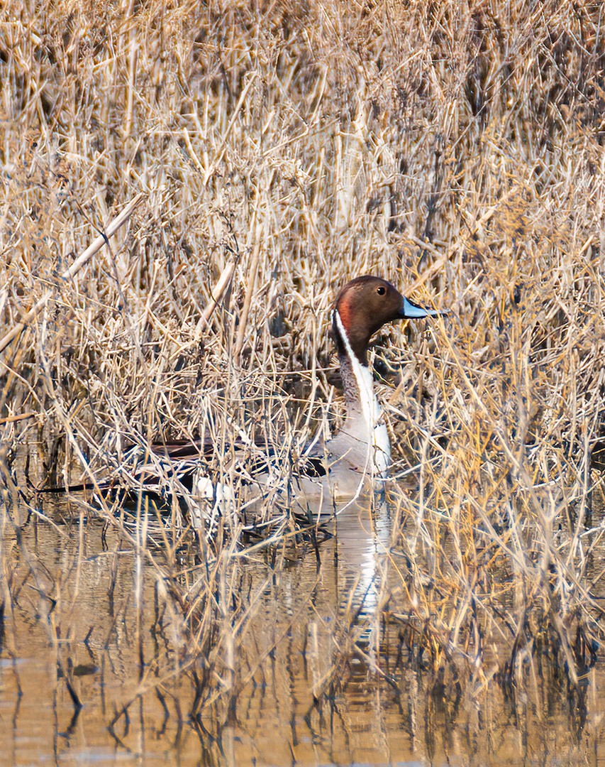 Northern Pintail - ML398747411