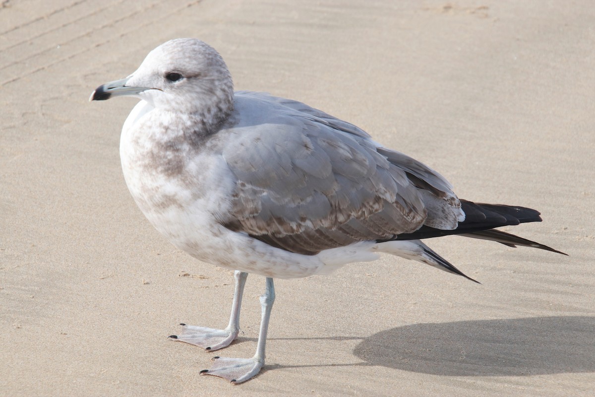 Gaviota Californiana - ML398747591