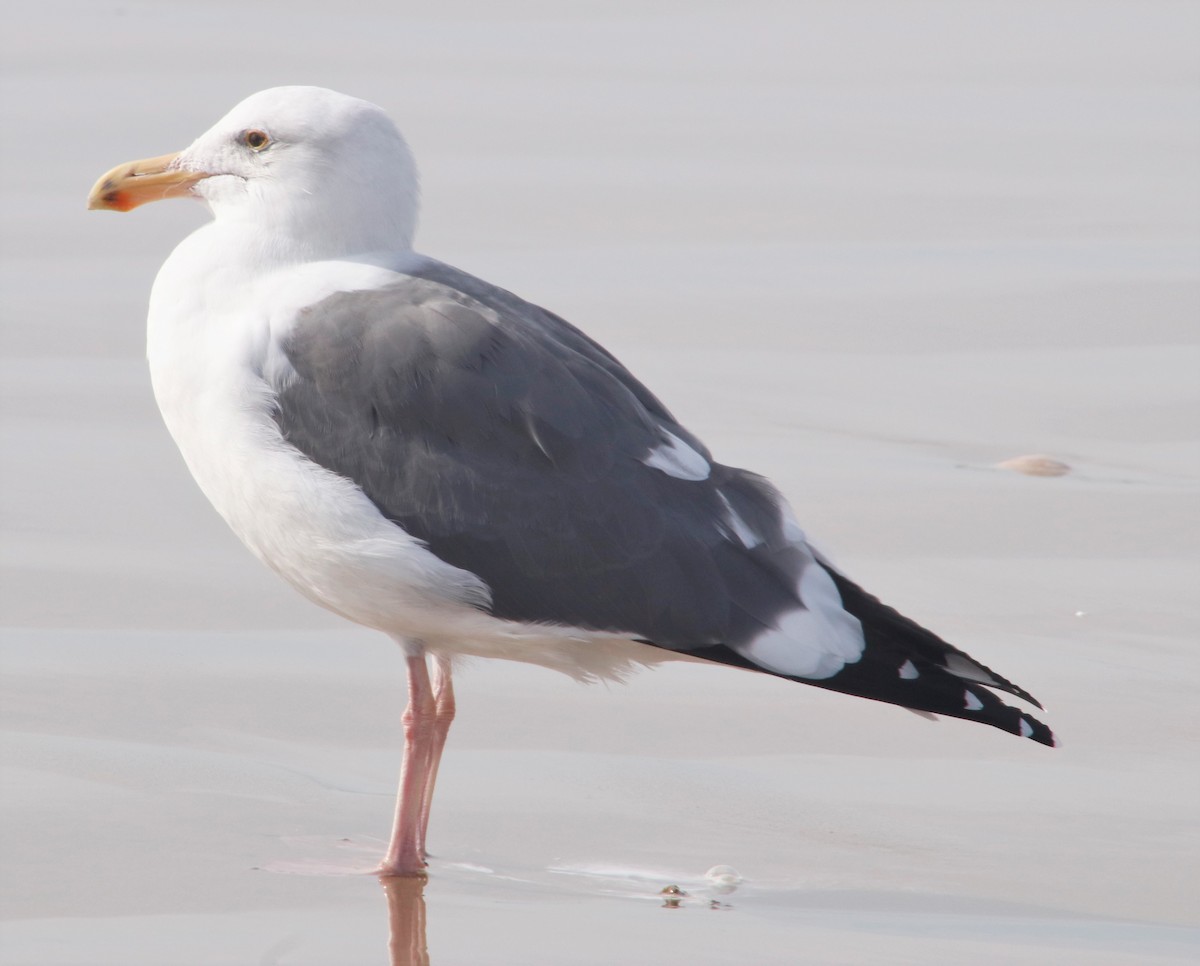 Western Gull - Barry Spolter