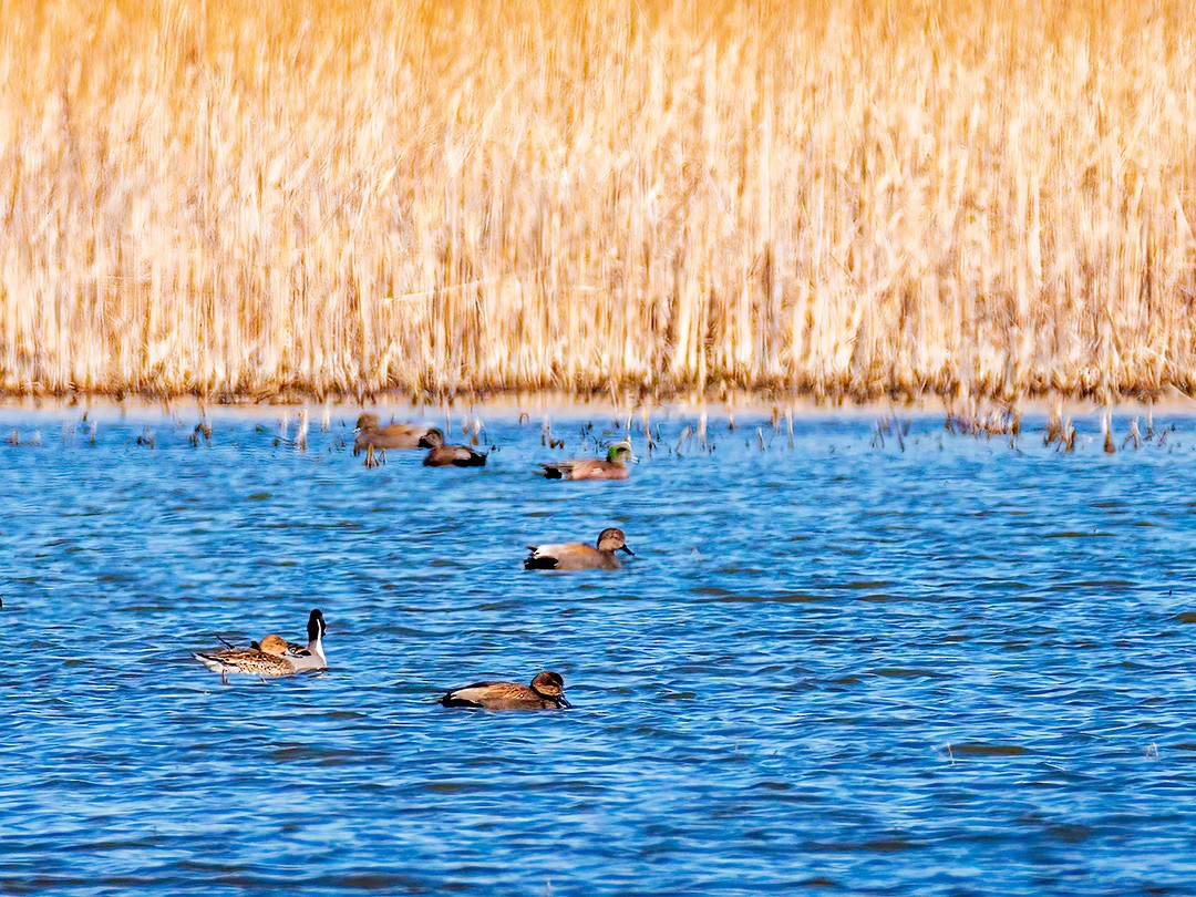 Gadwall - ML398748051