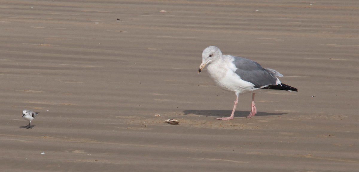 Western Gull - Barry Spolter