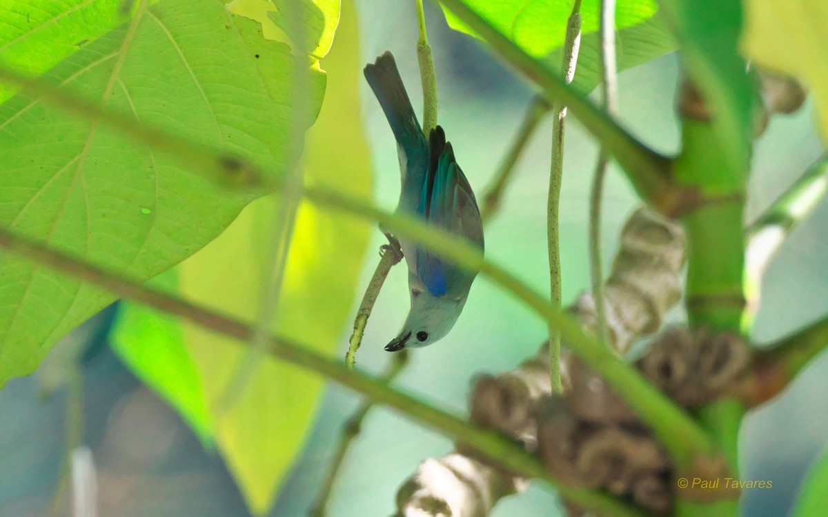 Blue-gray Tanager - ML39874881