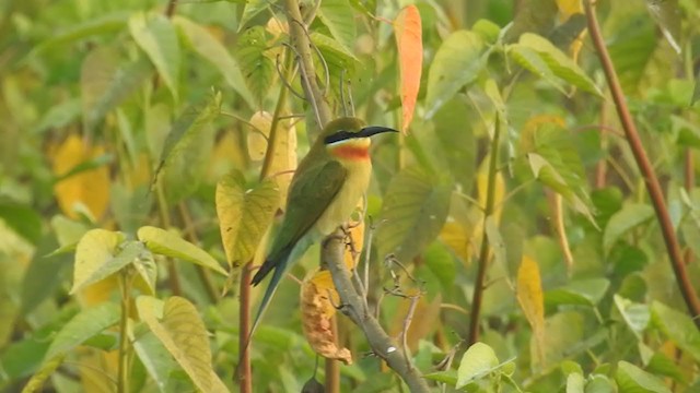 Blue-tailed Bee-eater - ML398749931