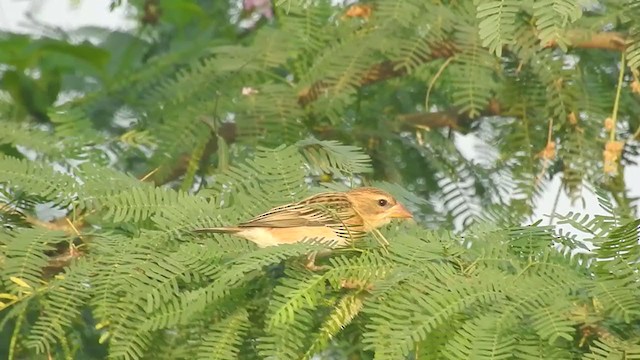 Baya Weaver - ML398750381