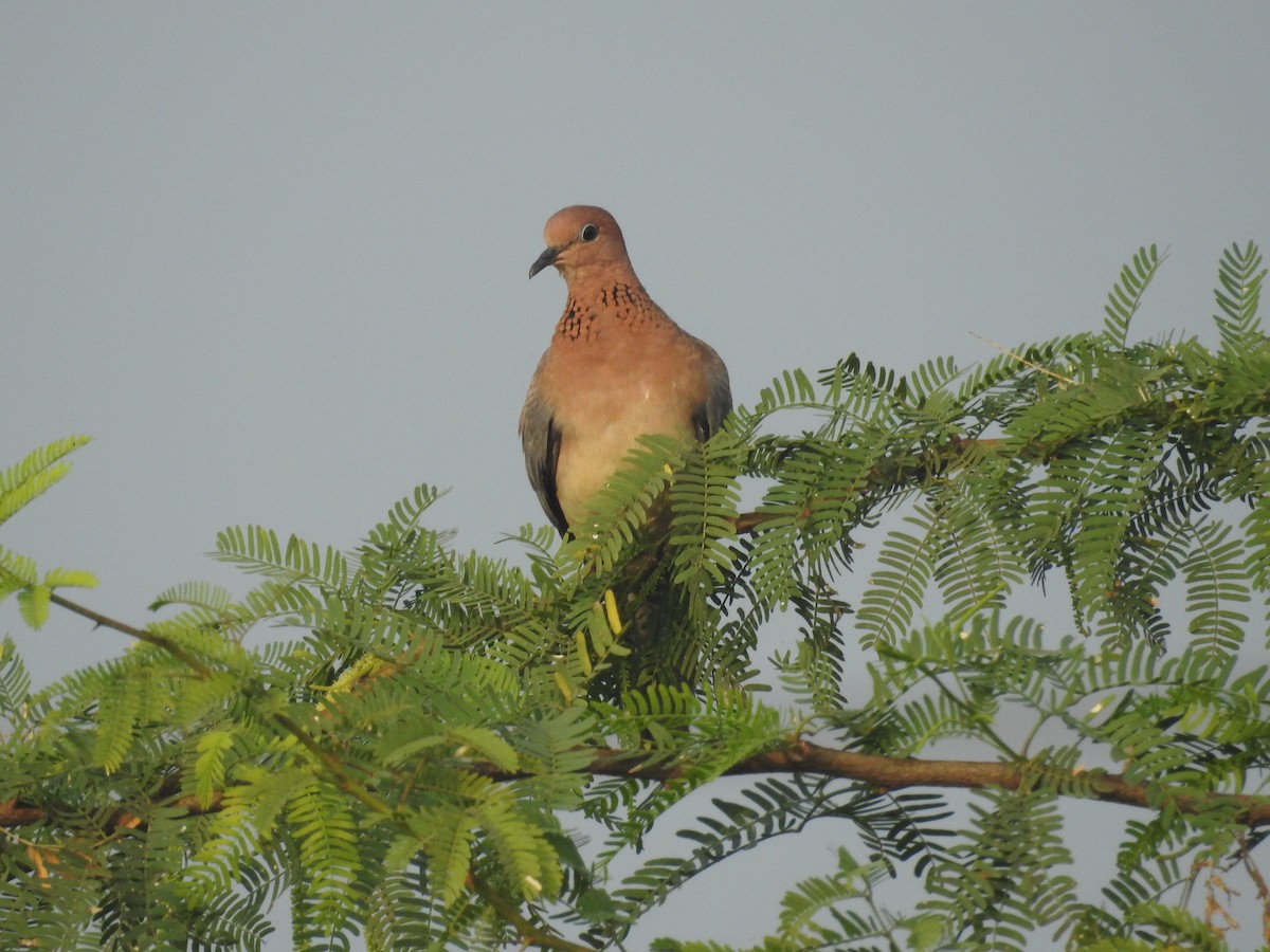 Laughing Dove - Raja Bandi