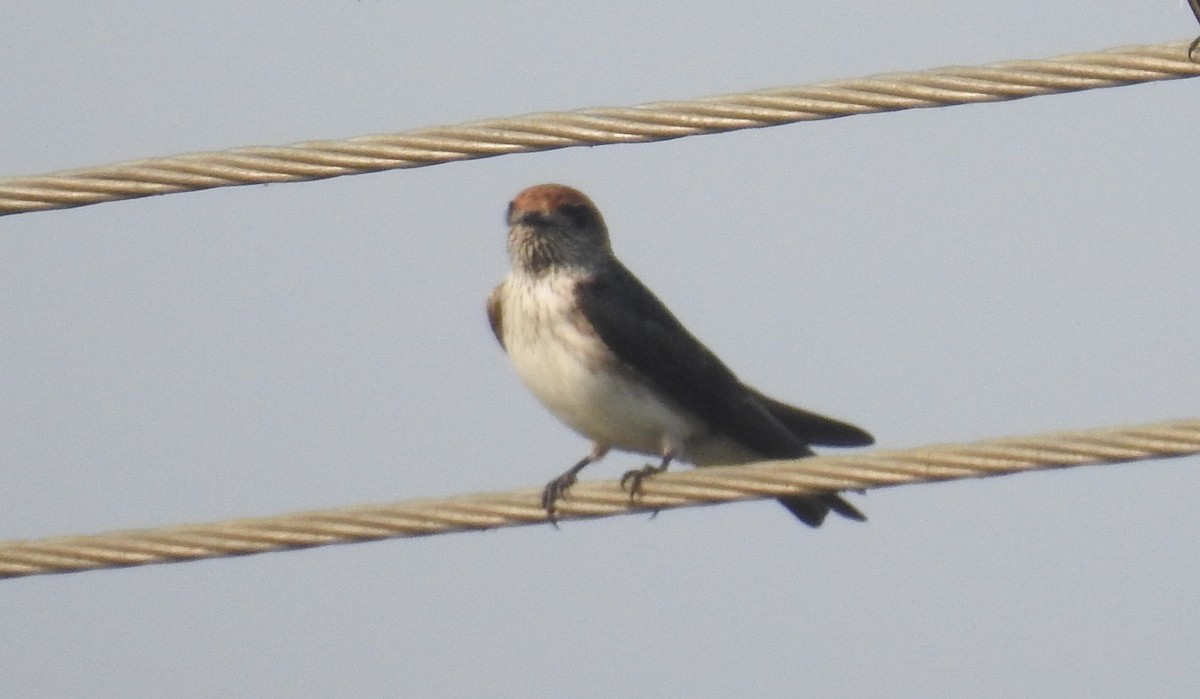 Streak-throated Swallow - Raja Bandi