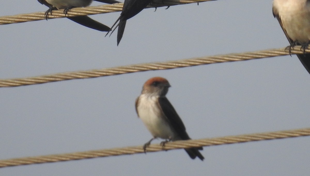 Streak-throated Swallow - Raja Bandi