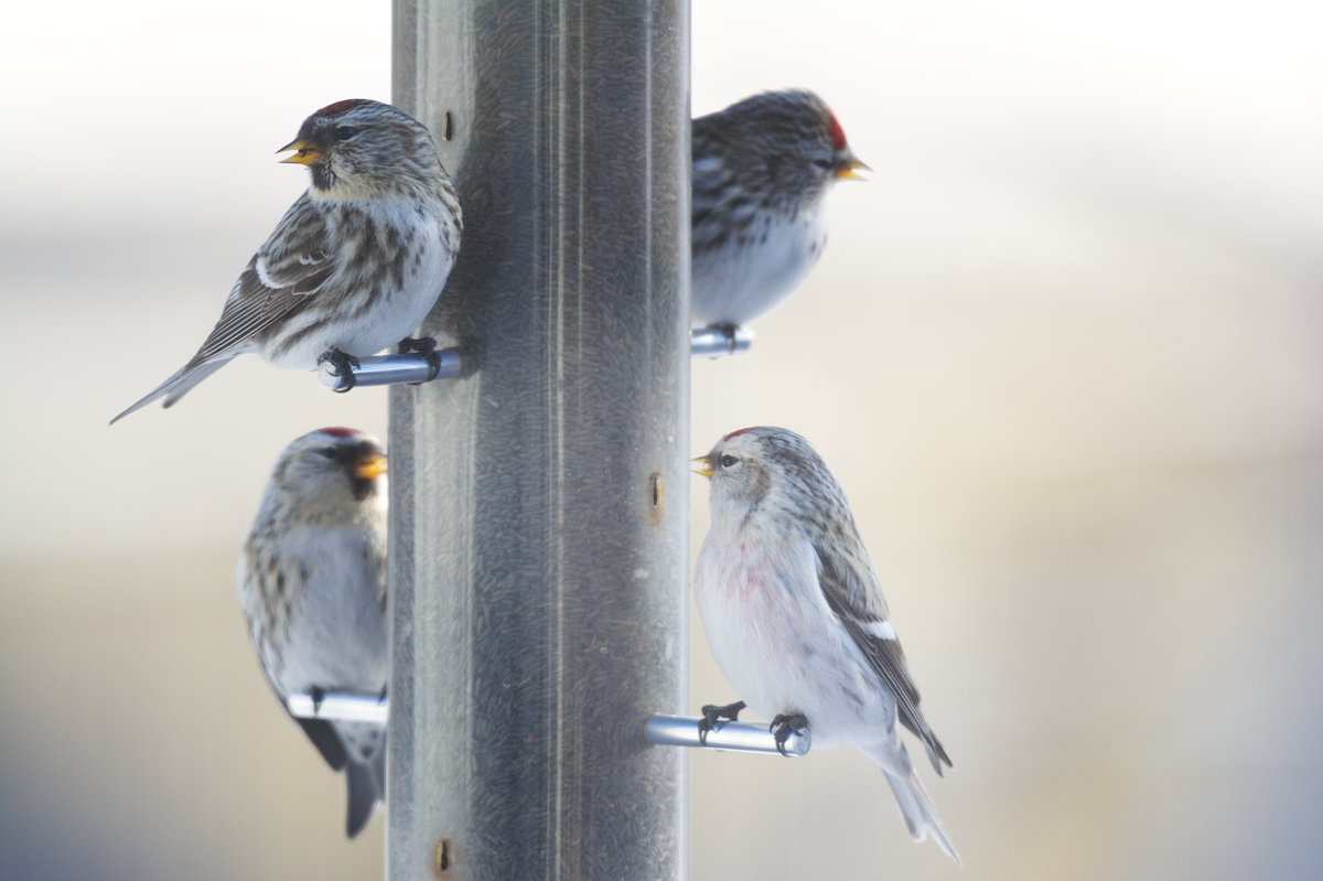 Redpoll (Hoary) - ML398751671