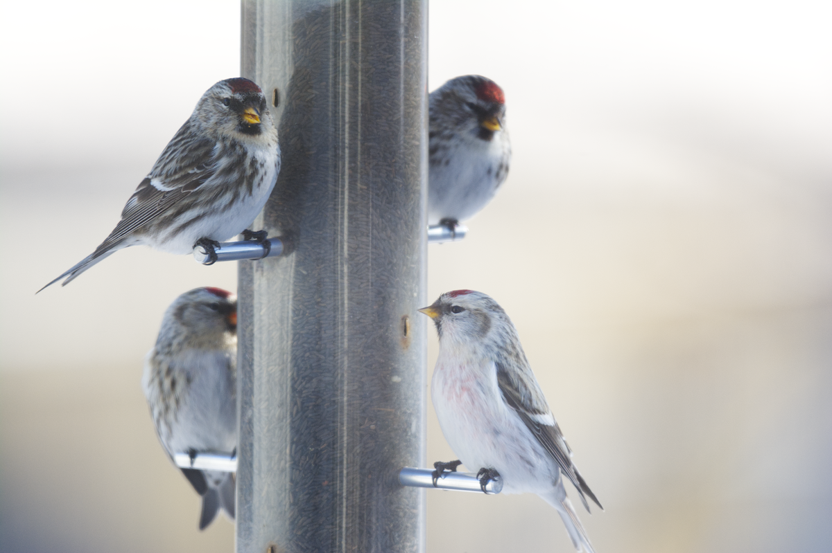 Redpoll (Hoary) - ML398751691