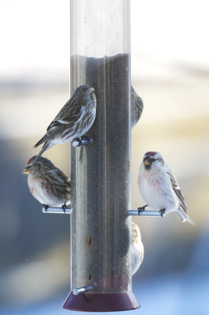 Redpoll (Hoary) - ML398751711