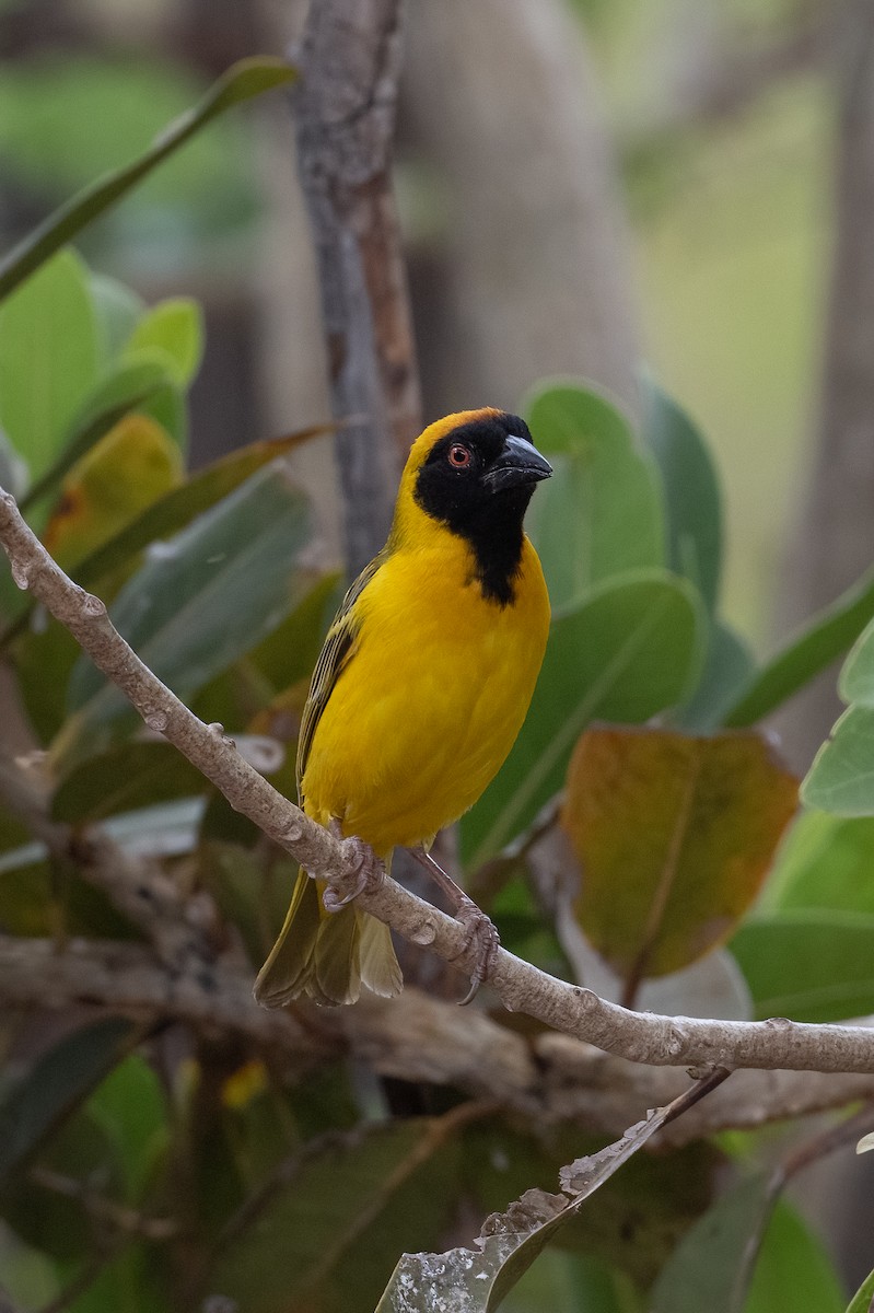 Southern Masked-Weaver - ML398752291