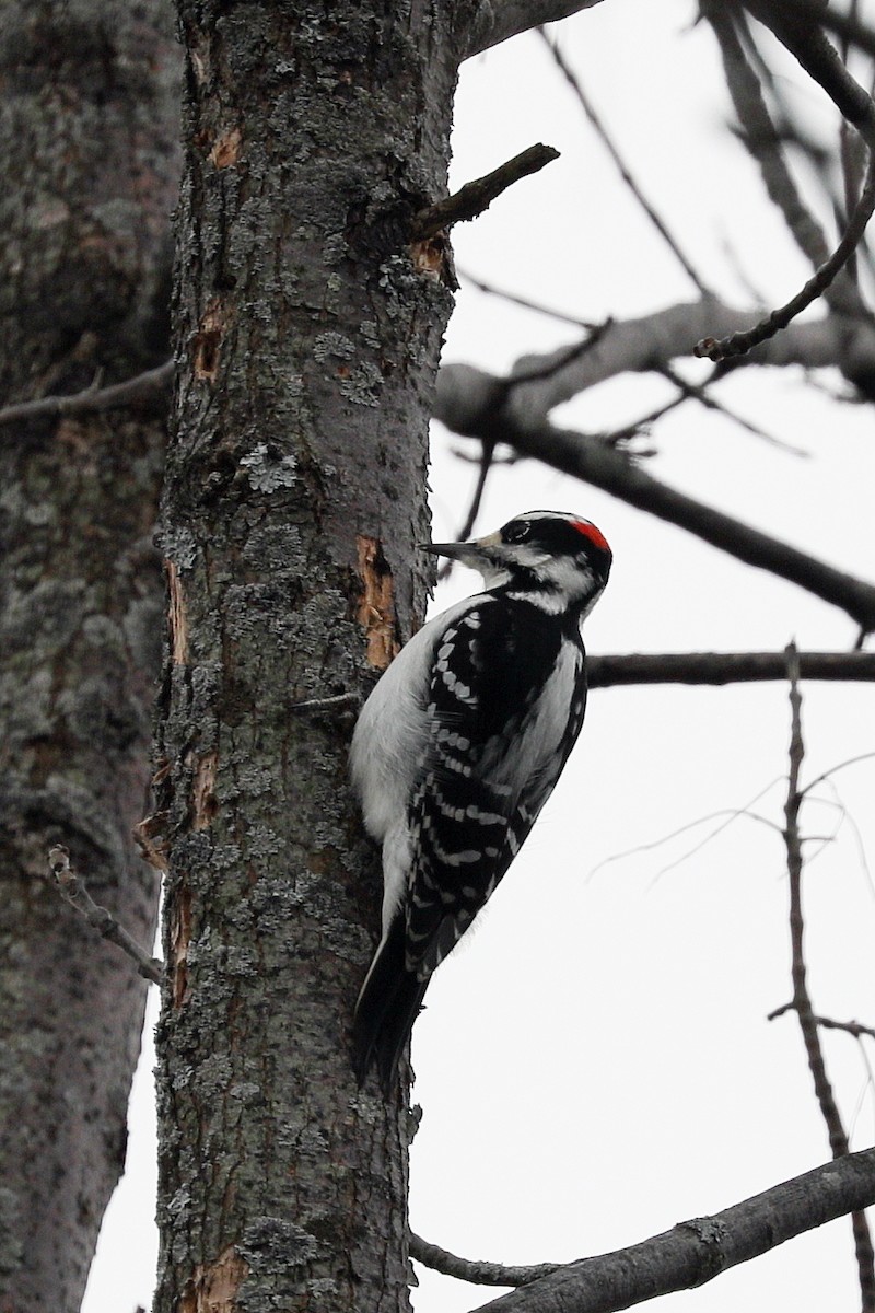 Hairy Woodpecker - ML398754221