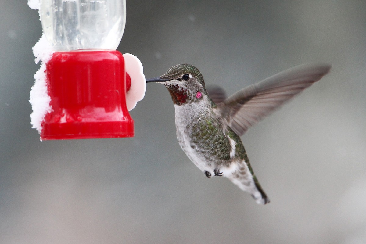 Anna's Hummingbird - Marlene Cashen