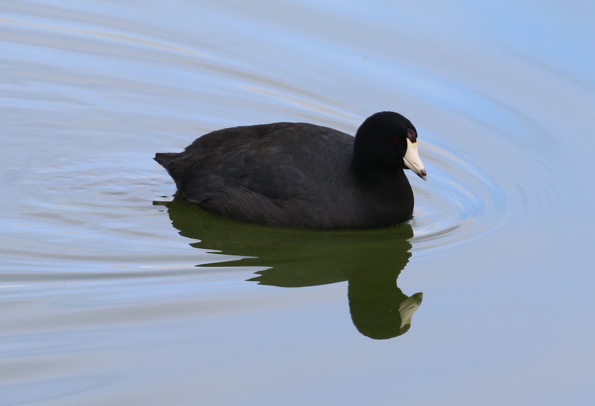 American Coot - ML398754571