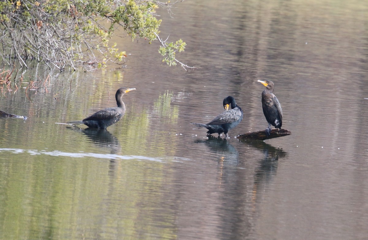 Double-crested Cormorant - Lindsey Mitchell