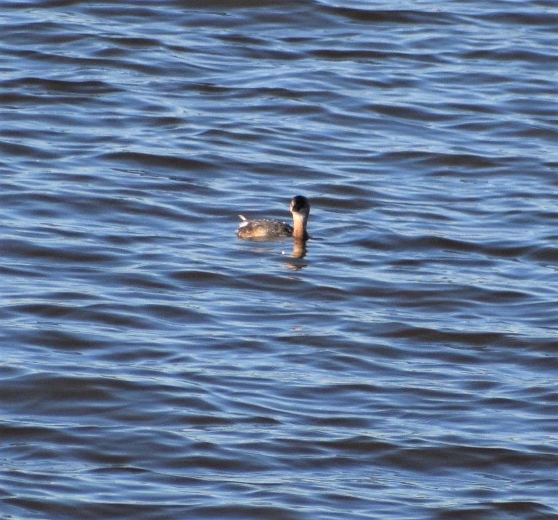 Pied-billed Grebe - ML398754681