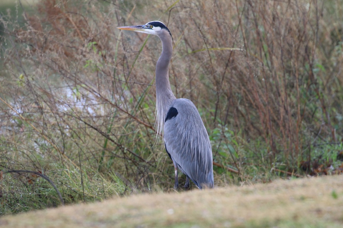 Great Blue Heron - Lindsey Mitchell