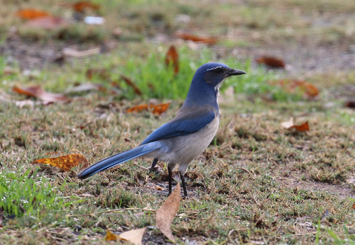 California Scrub-Jay - Lindsey Mitchell