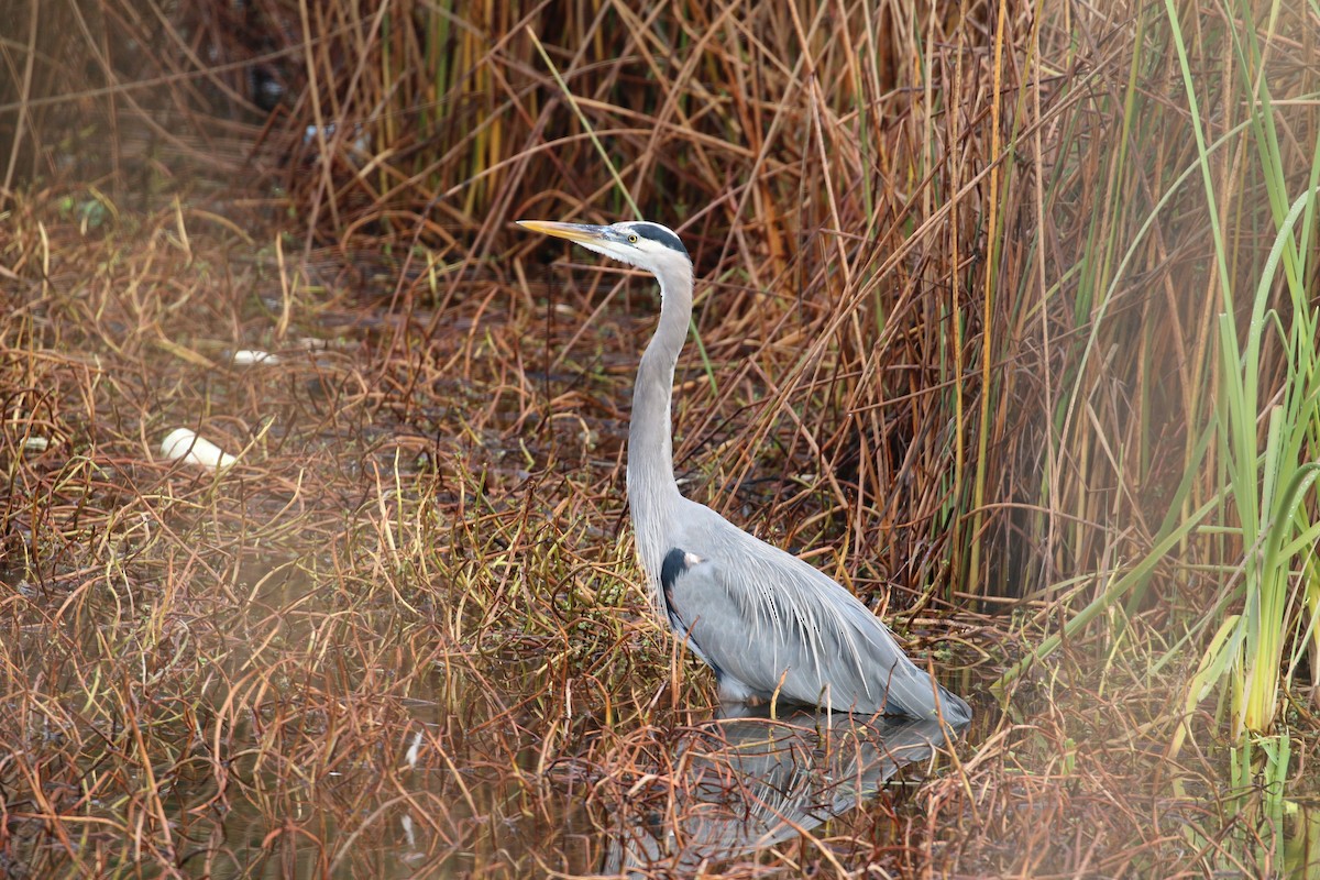 Great Blue Heron - Lindsey Mitchell