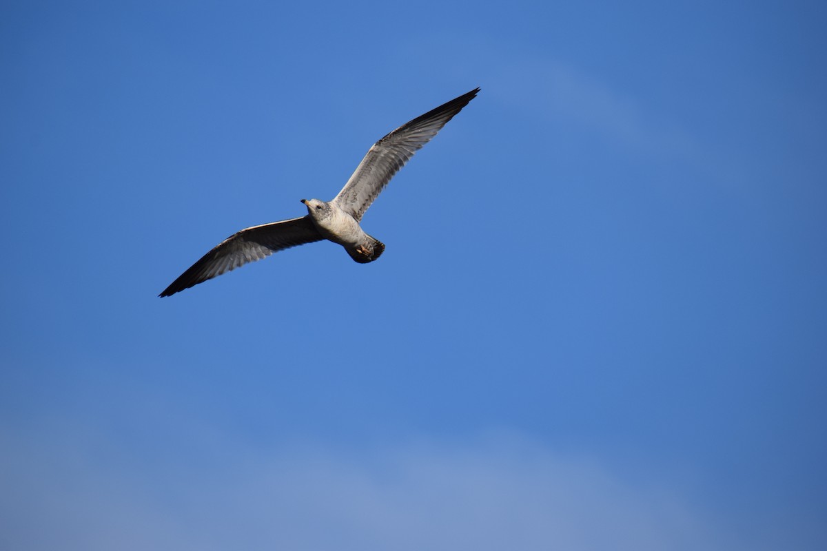 Ring-billed Gull - ML398755901