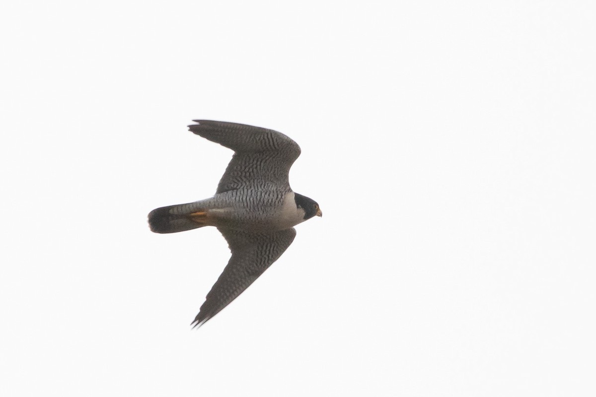 Peregrine Falcon - ML398756241