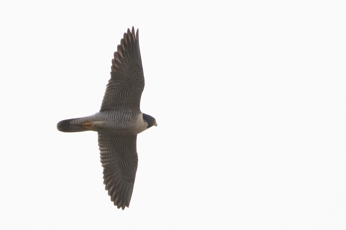 Peregrine Falcon - ML398756251