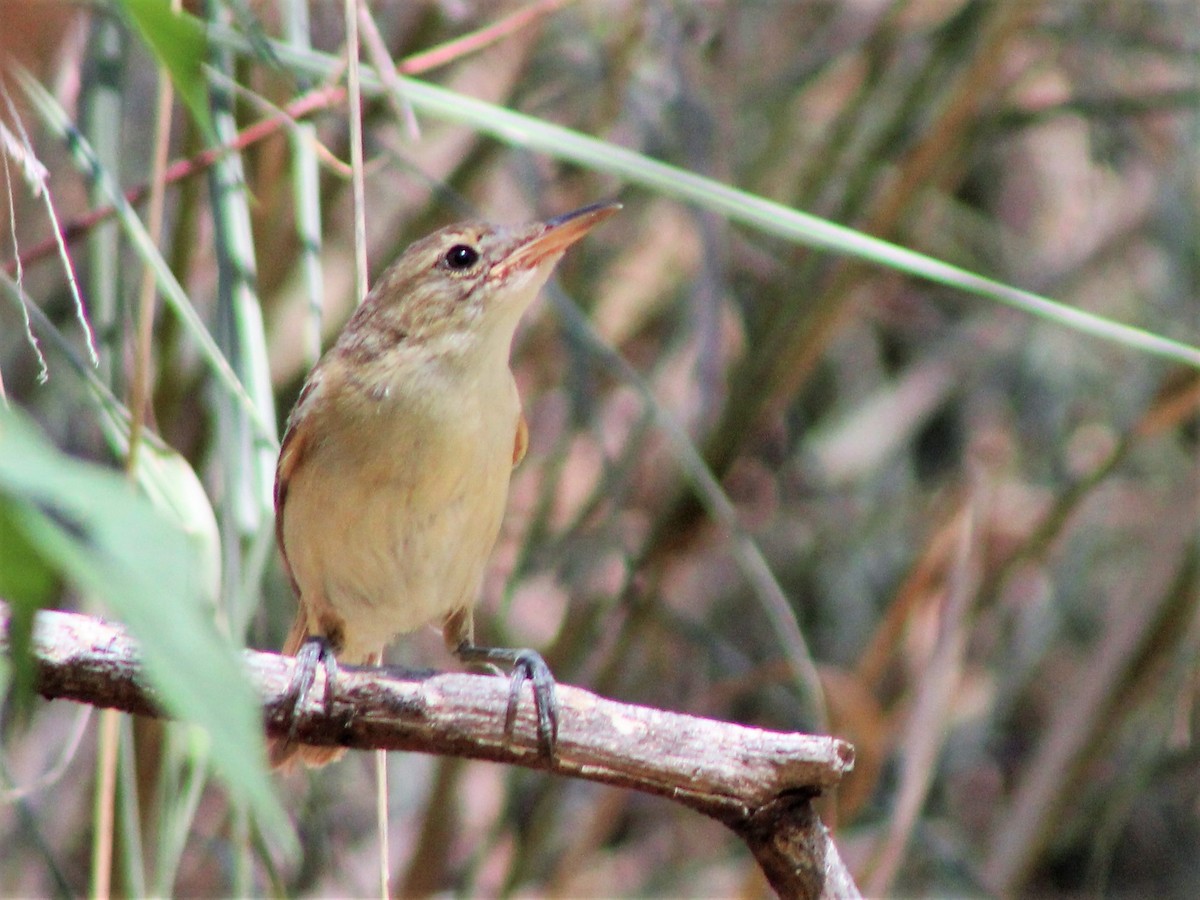 Australian Reed Warbler - ML398757131