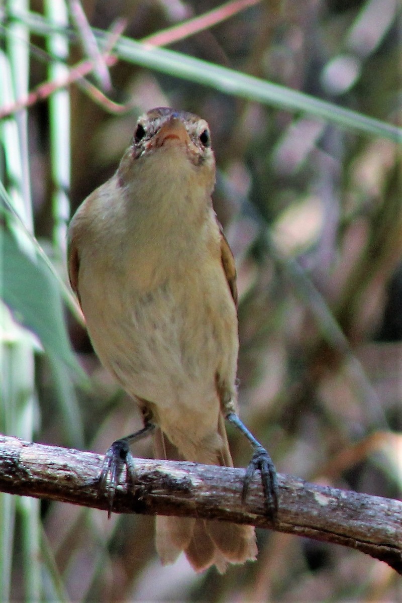 Australian Reed Warbler - ML398757181