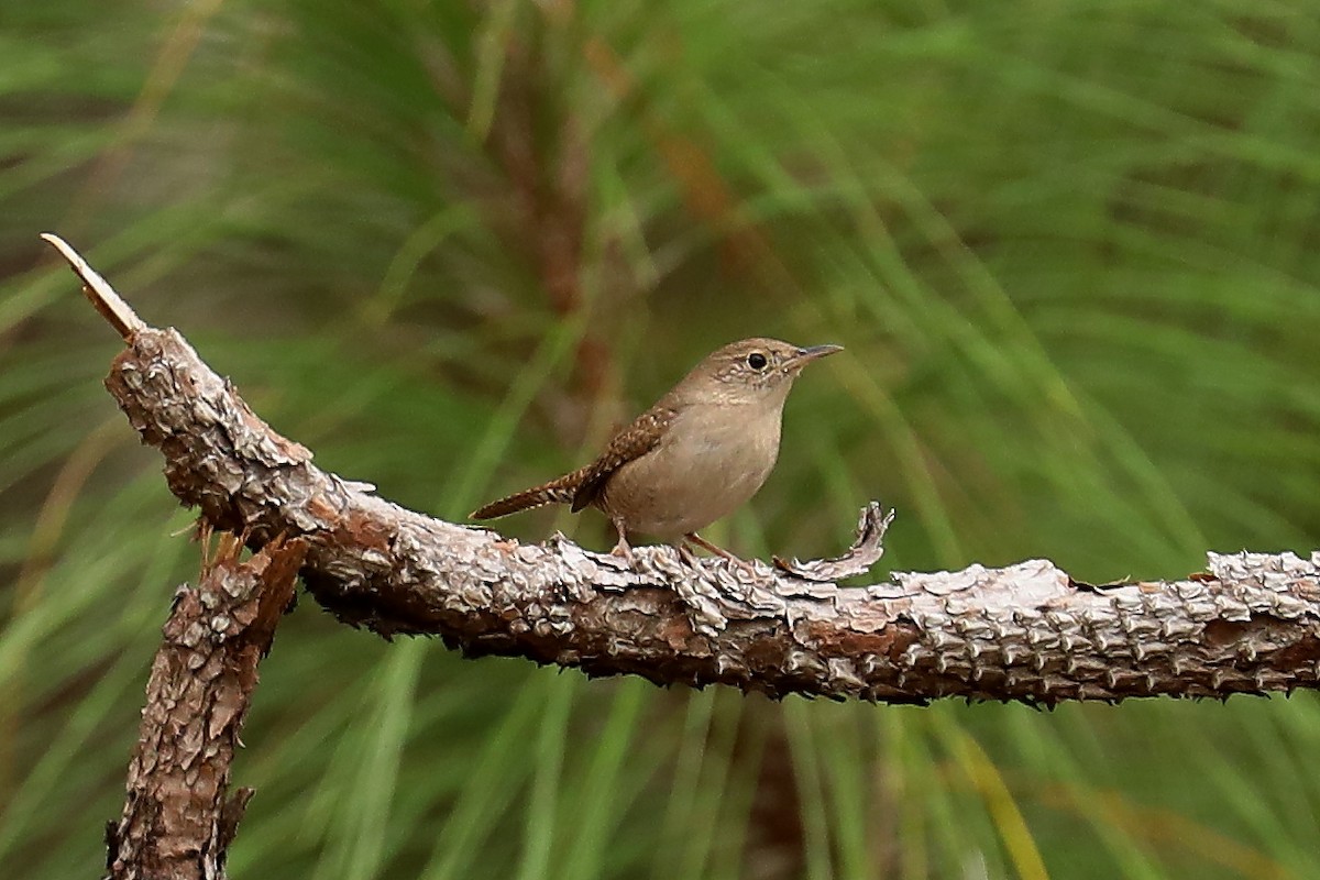 Northern House Wren - ML398758581