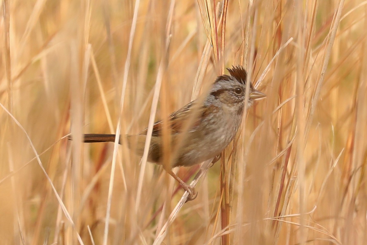 Swamp Sparrow - ML398758591