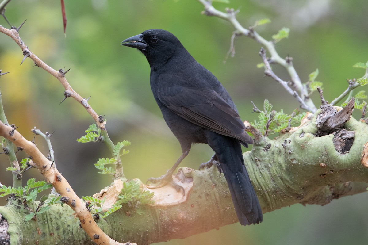 Bolivian Blackbird - John C. Mittermeier