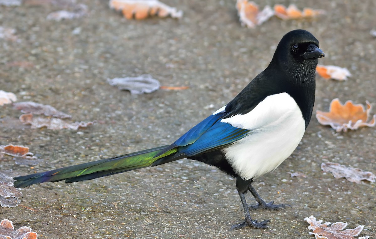 Eurasian Magpie - ML398759591