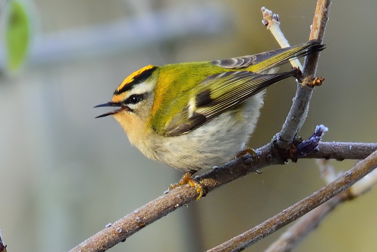 Common Firecrest - ML398759611