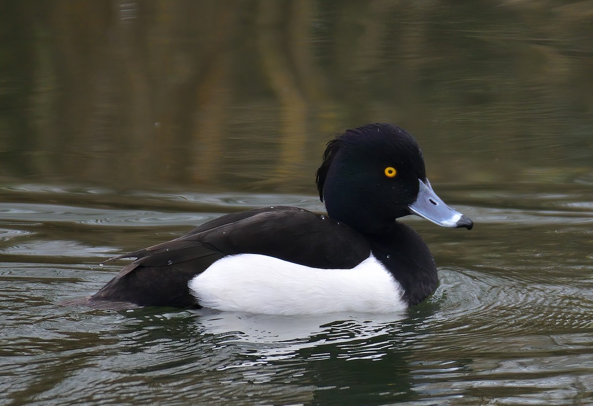 Tufted Duck - ML398760031