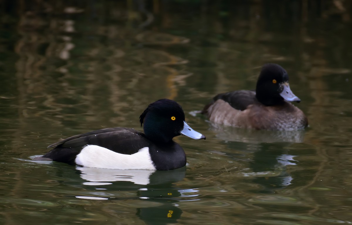 鳳頭潛鴨 - ML398760051