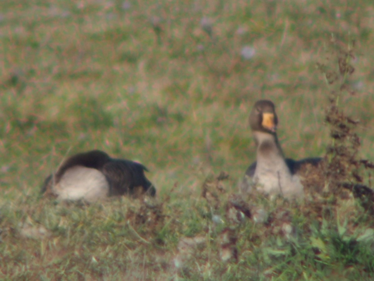 Greater White-fronted Goose - ML39876071