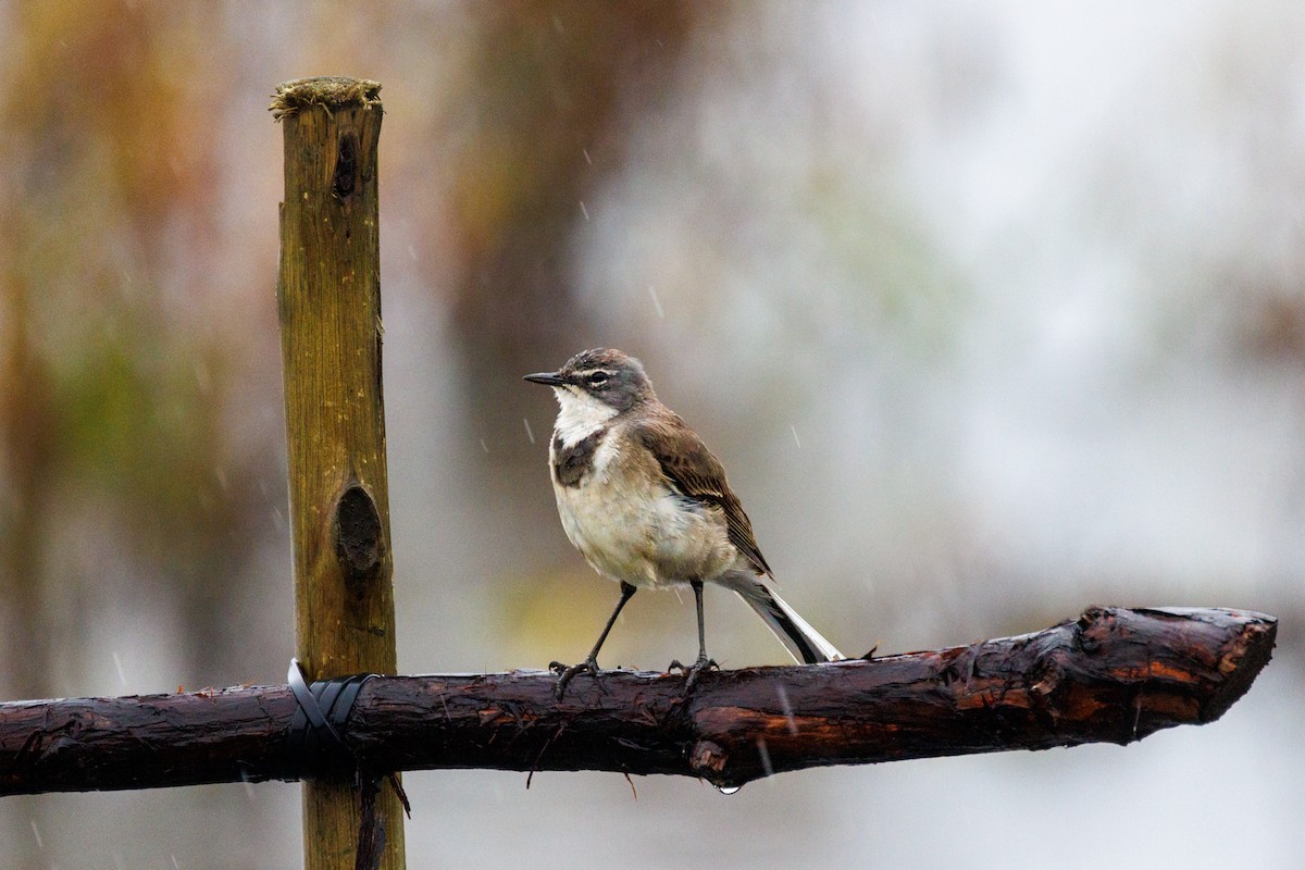 Cape Wagtail - ML398760871