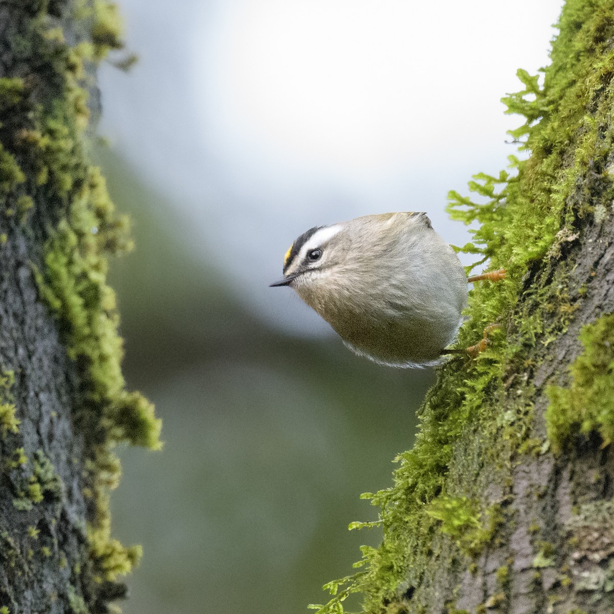 Golden-crowned Kinglet - Marc Sole