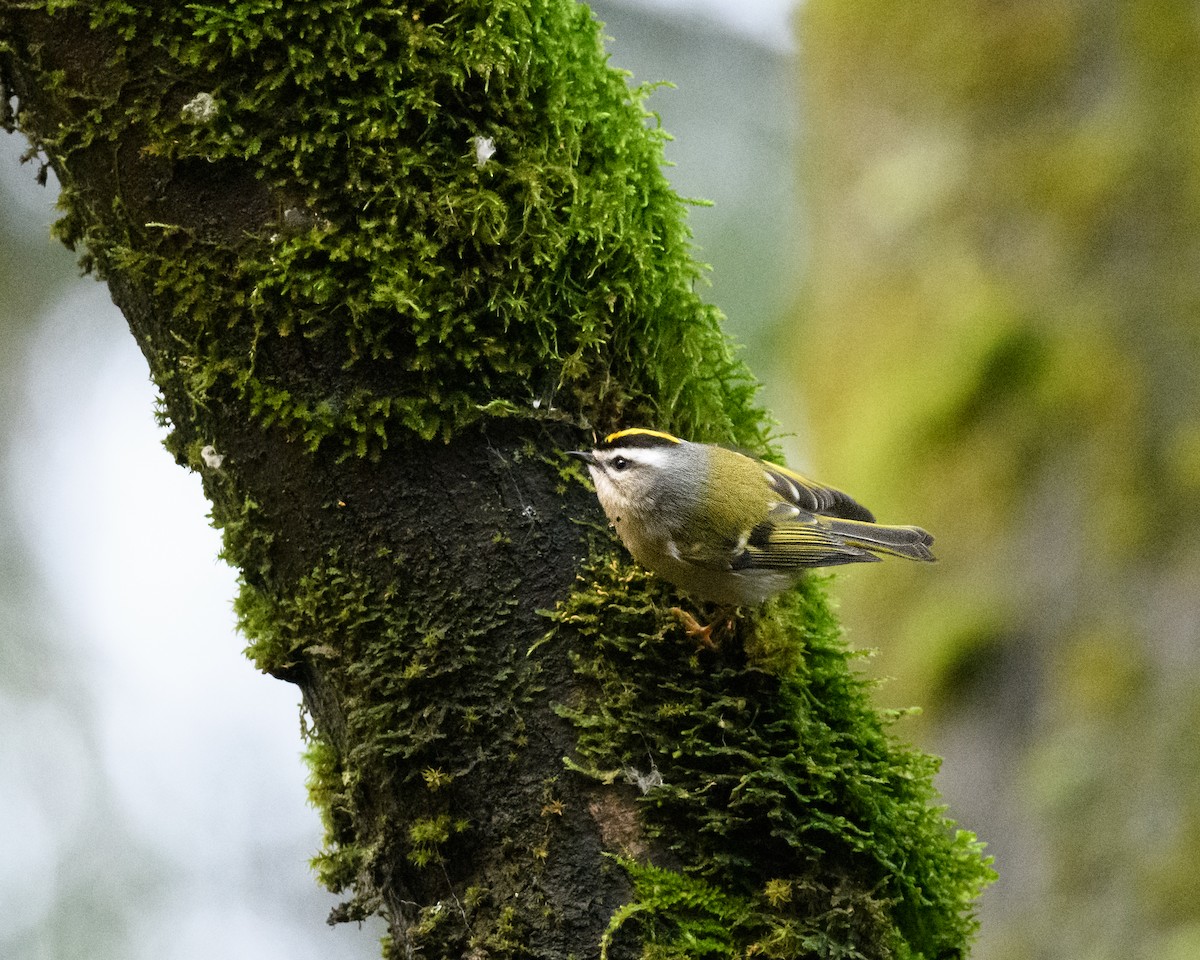 Golden-crowned Kinglet - Marc Sole